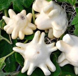 Ķirbis 'Baltie Pirkstiņi'